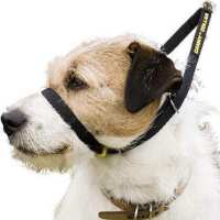 Read Paws in Padstow Reviews